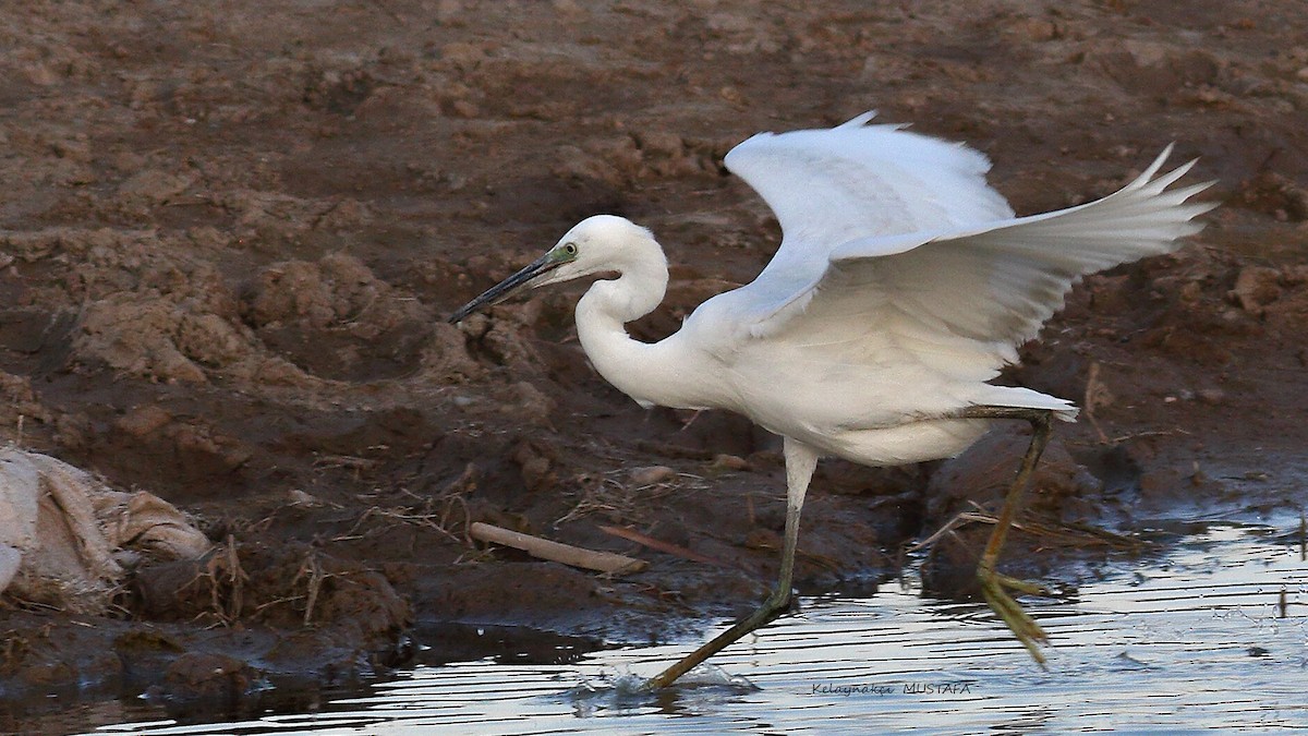 Western Reef-Heron - ML630316568