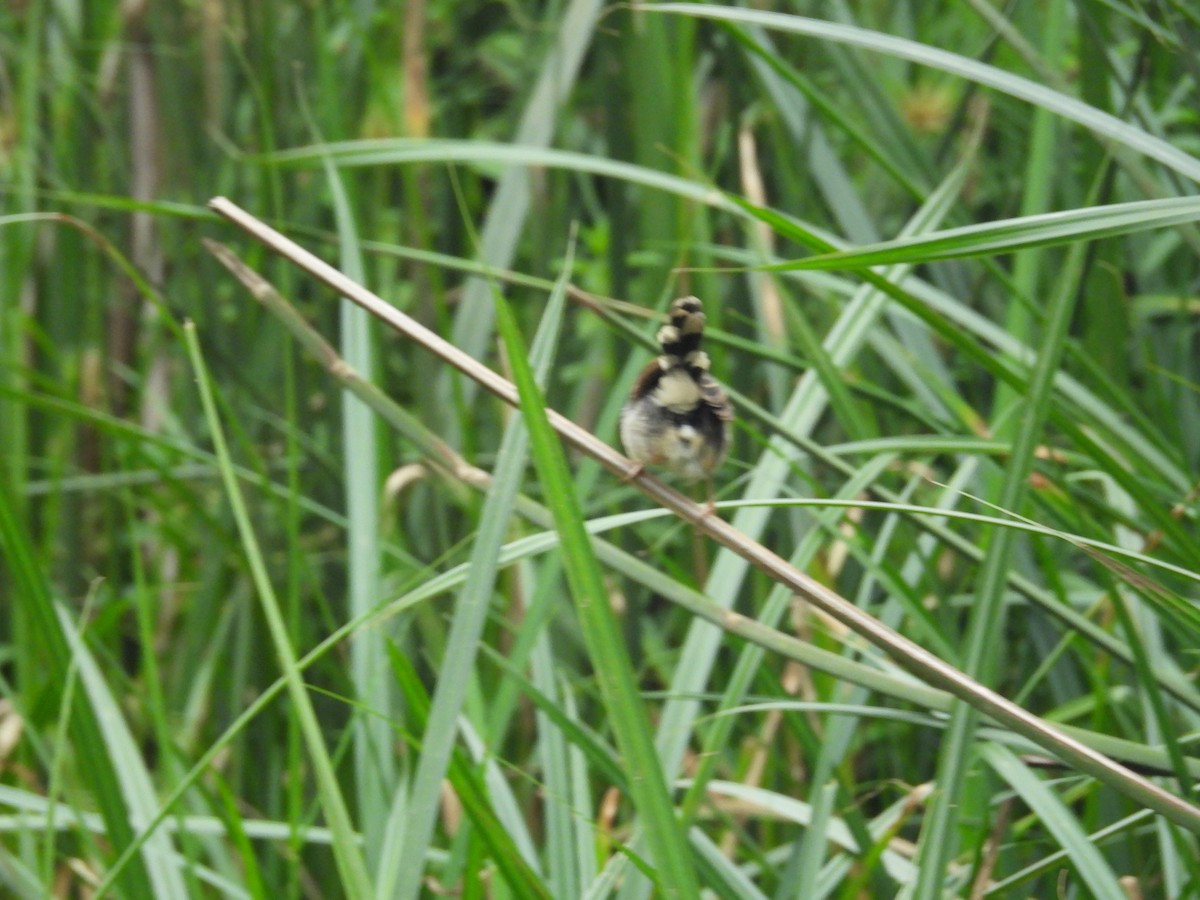 Carruthers's Cisticola - ML630316897