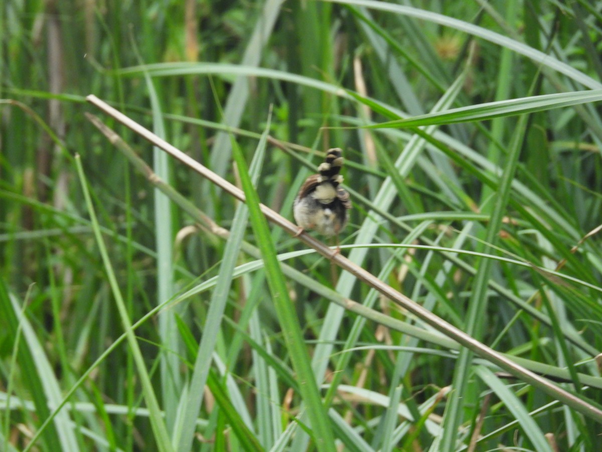 Carruthers's Cisticola - ML630316898