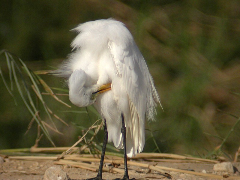 Yellow-billed/Medium Egret - ML630317428