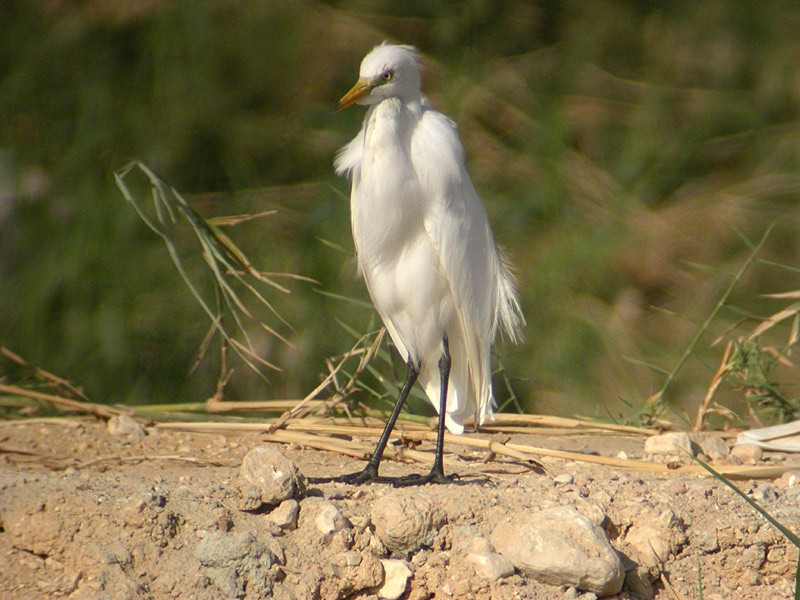 Yellow-billed/Medium Egret - ML630317429