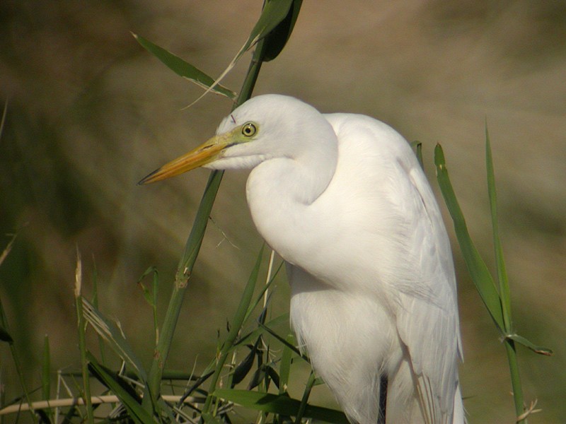 Yellow-billed/Medium Egret - ML630317430