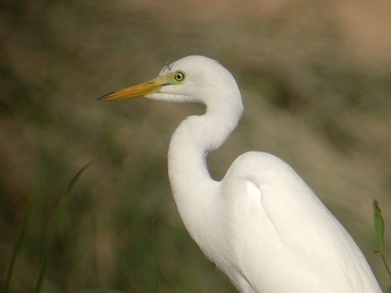 Yellow-billed/Medium Egret - ML630317431