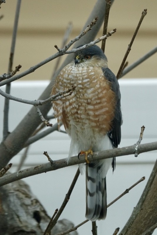 Sharp-shinned Hawk - ML630317840