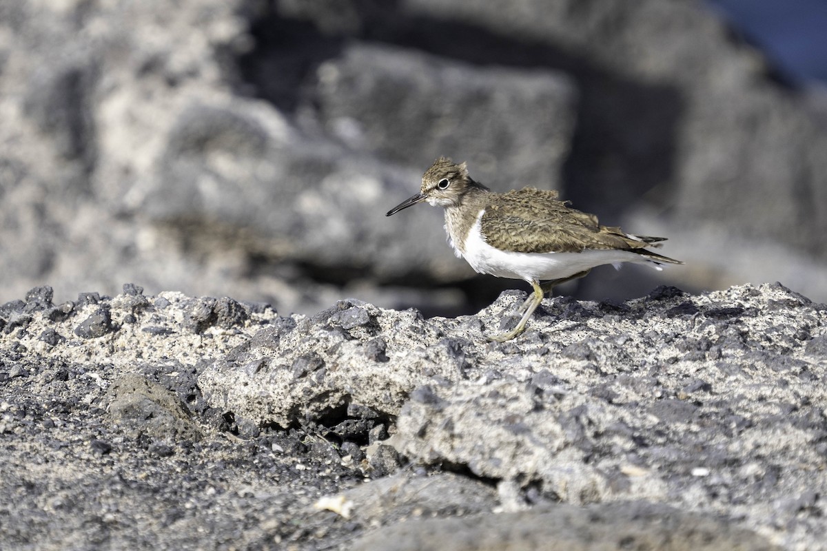 Common Sandpiper - ML630318500
