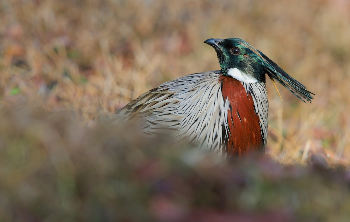 ミノキジ - ML630318612