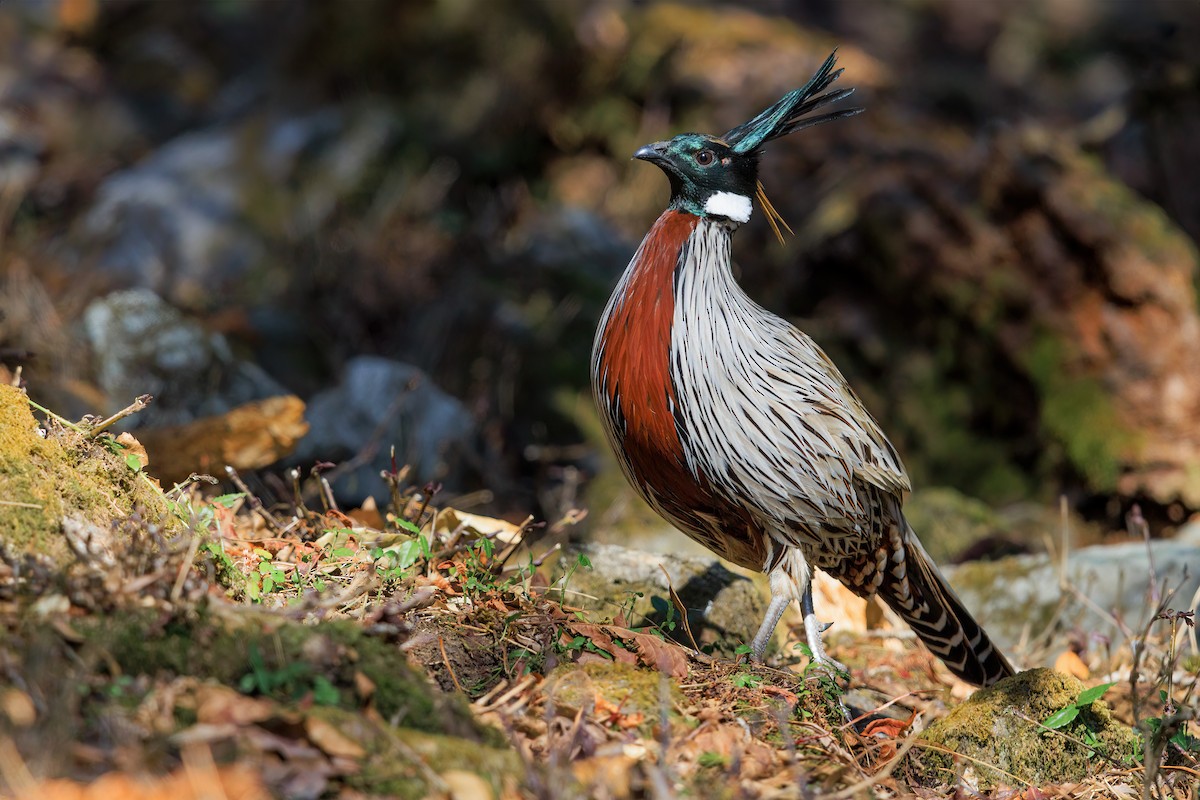 Koklass Pheasant - ML630318613