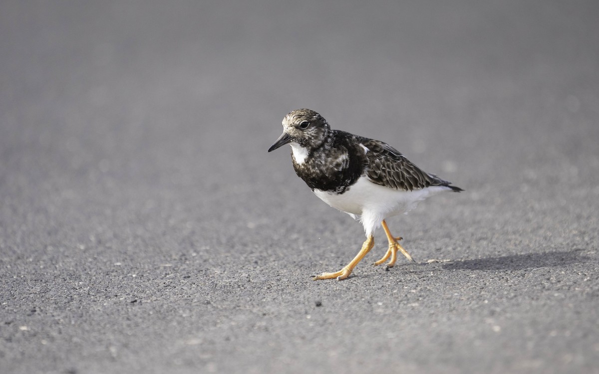 Ruddy Turnstone - ML630318667