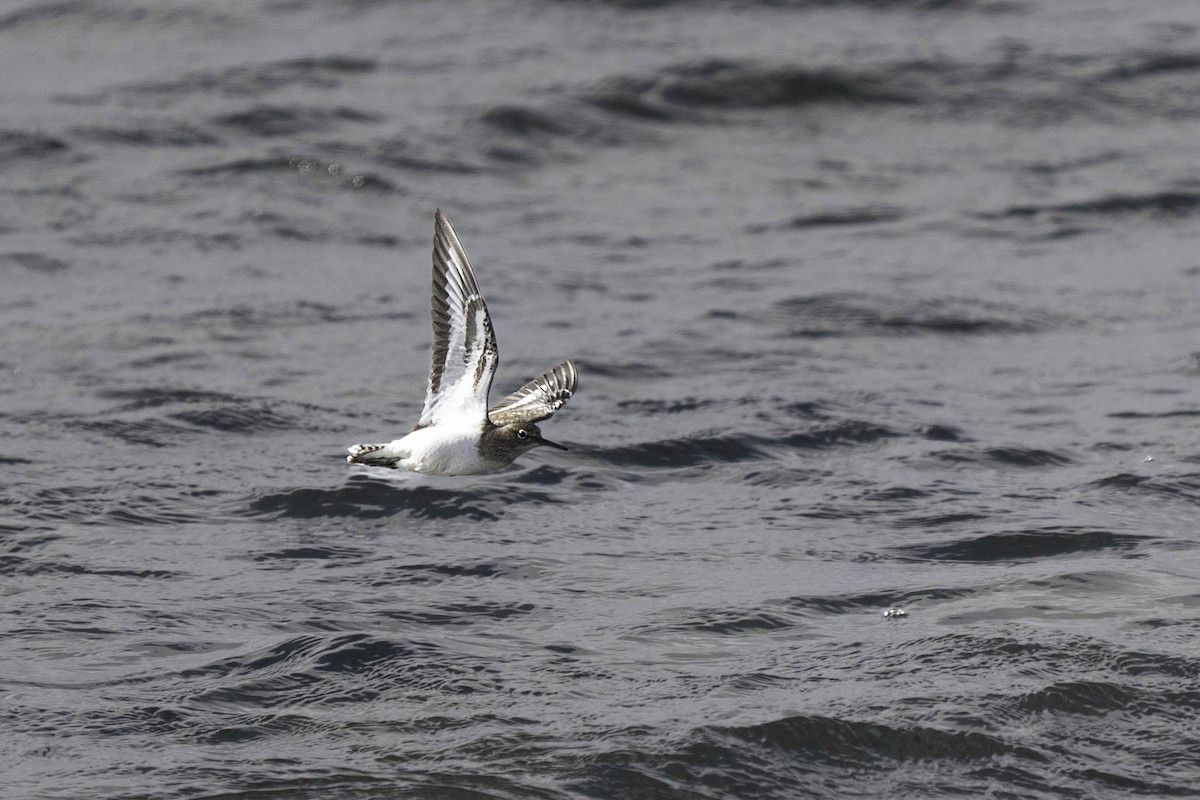 Common Sandpiper - ML630318785