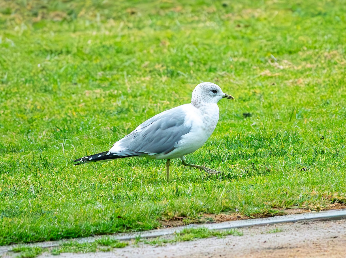 Short-billed Gull - ML630318857