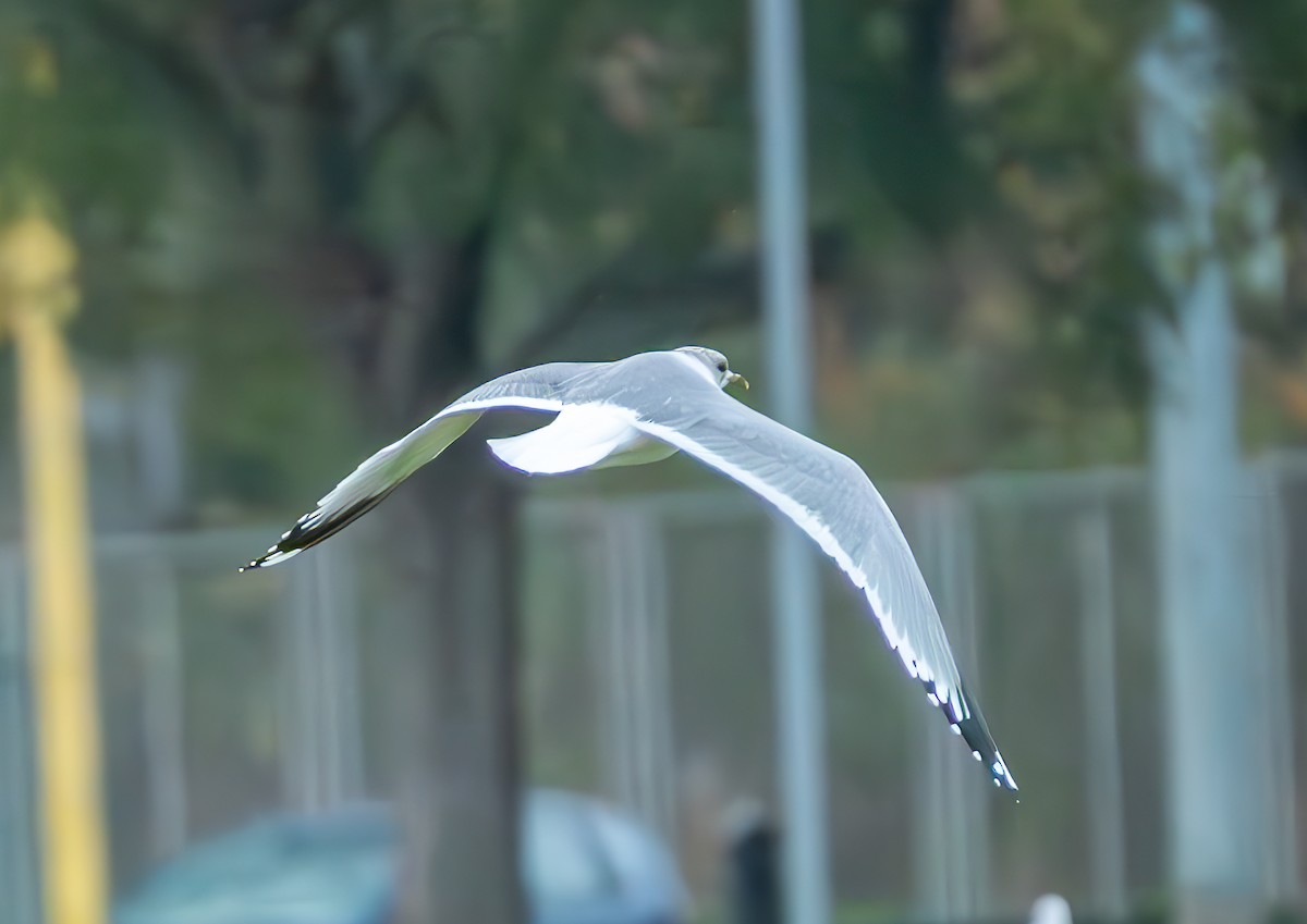 Short-billed Gull - ML630318871