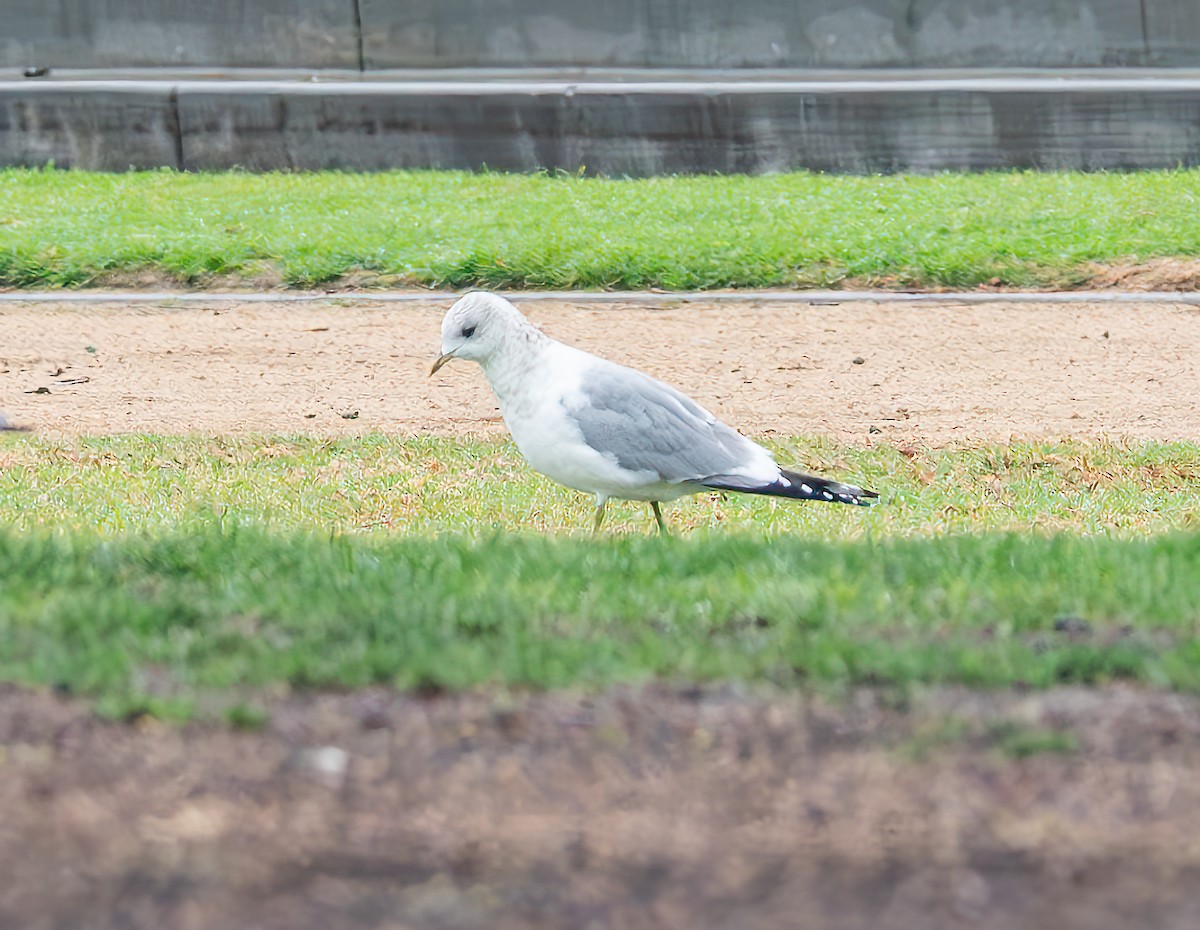 Short-billed Gull - ML630318879