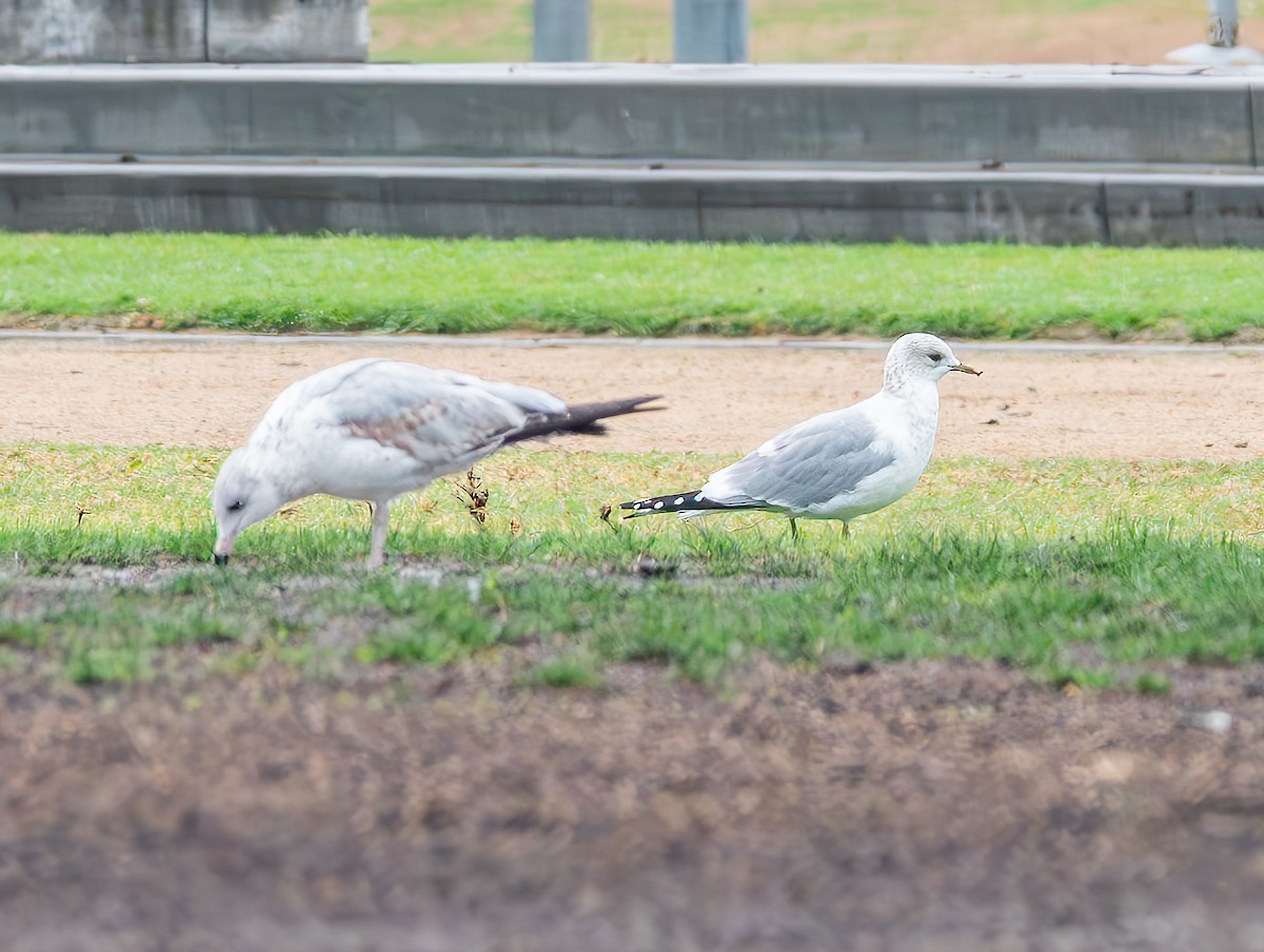 Short-billed Gull - ML630318884