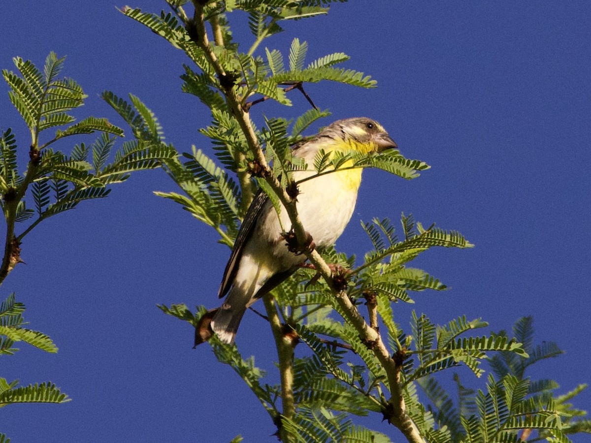 Lemon-breasted Seedeater - ML630318931