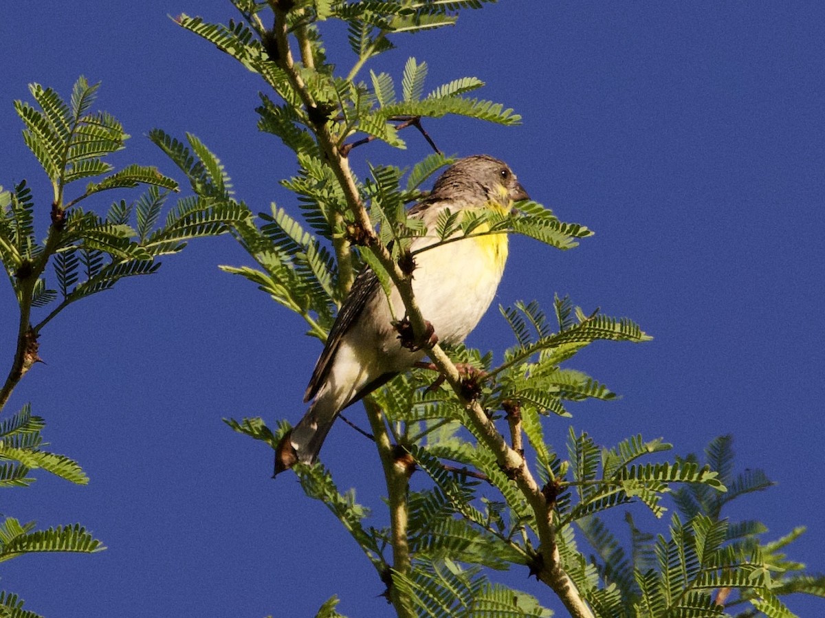 Lemon-breasted Seedeater - ML630318934