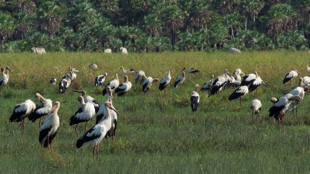 Maguari Stork - ML630318974