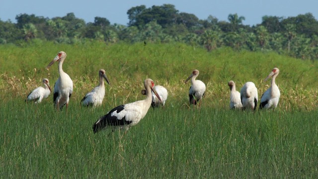 Maguari Stork - ML630318979