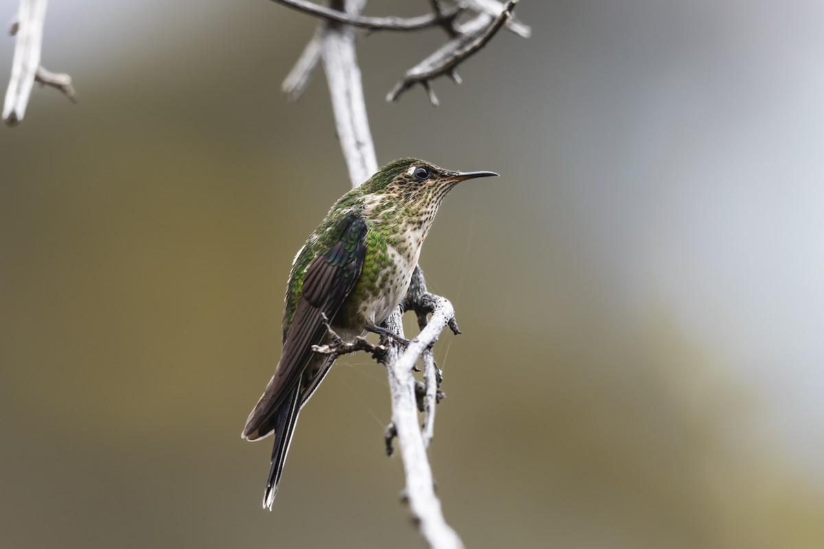 Black-backed Thornbill - ML630319111