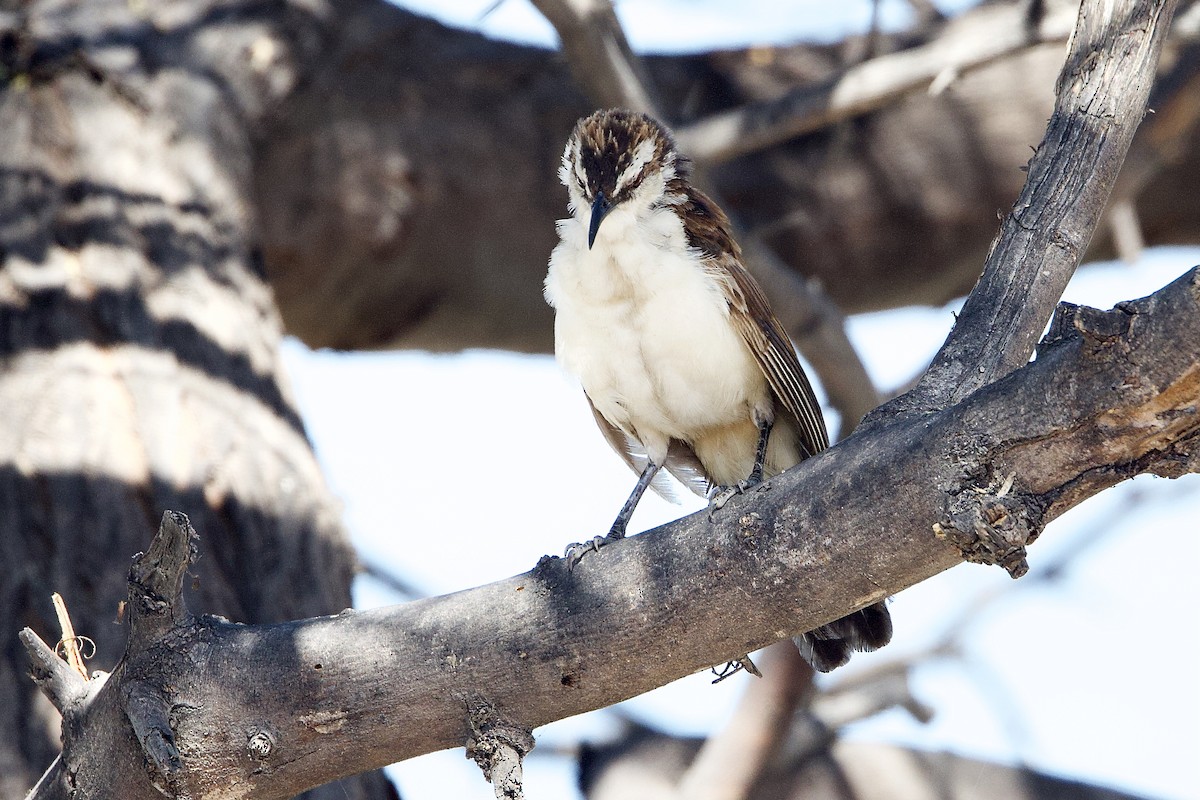 Bicolored Wren - ML630319118