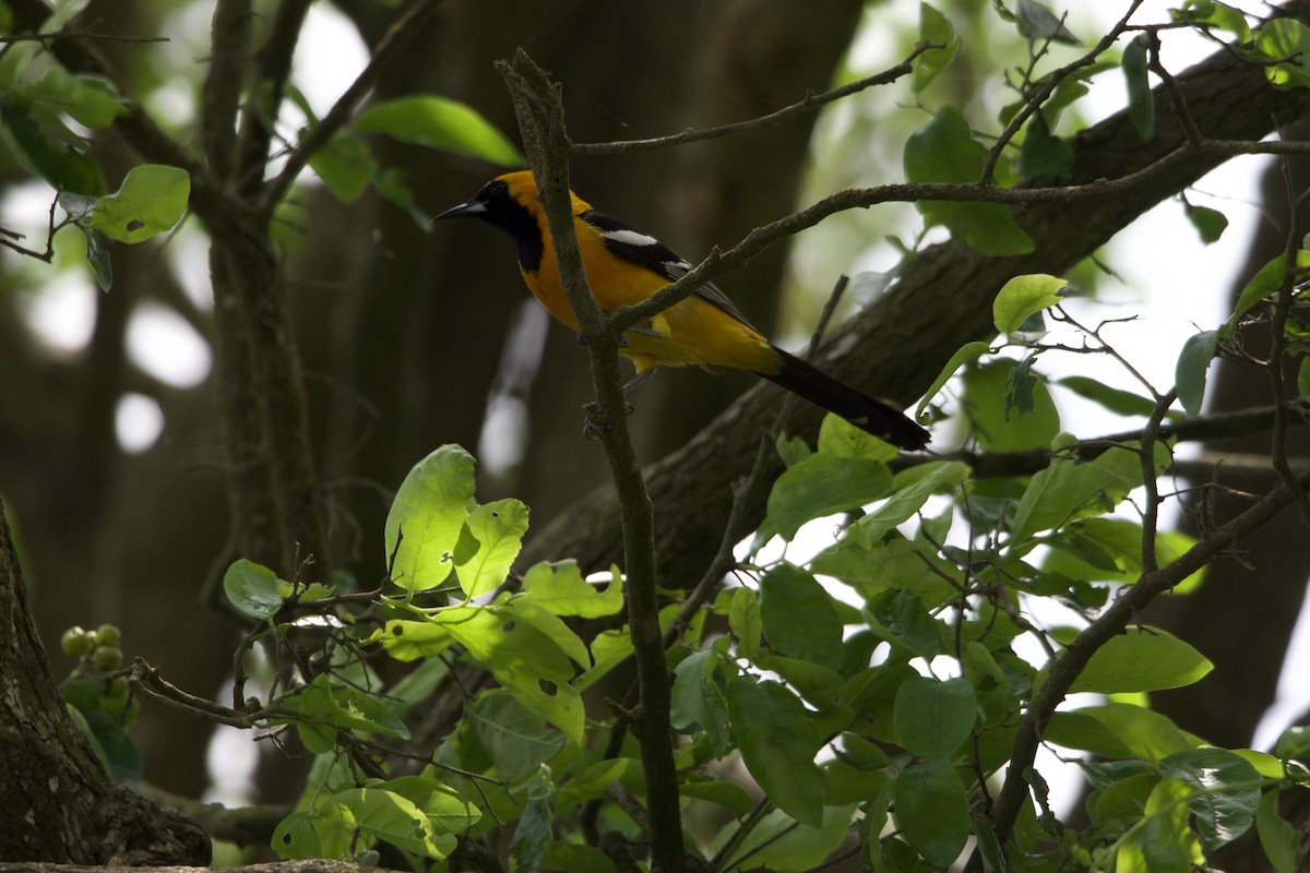 Maskentrupial - ML630319127