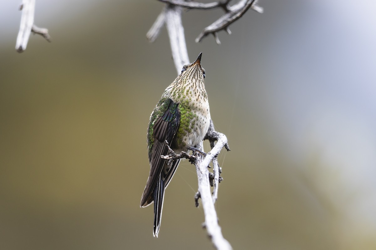 Black-backed Thornbill - ML630319277