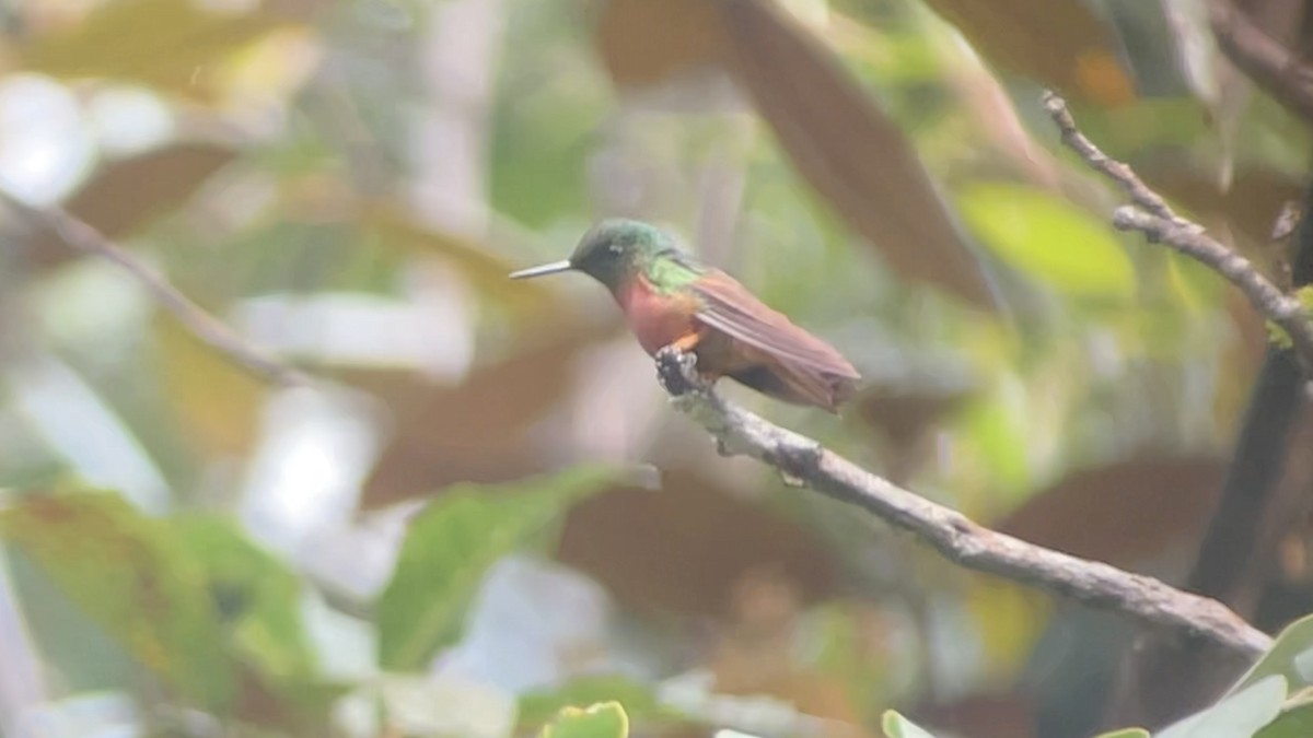 Chestnut-breasted Coronet - ML630319535