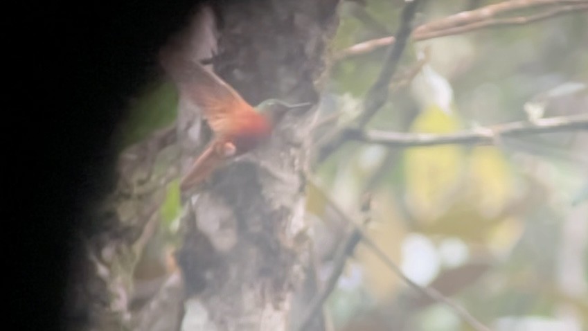 Chestnut-breasted Coronet - ML630319537
