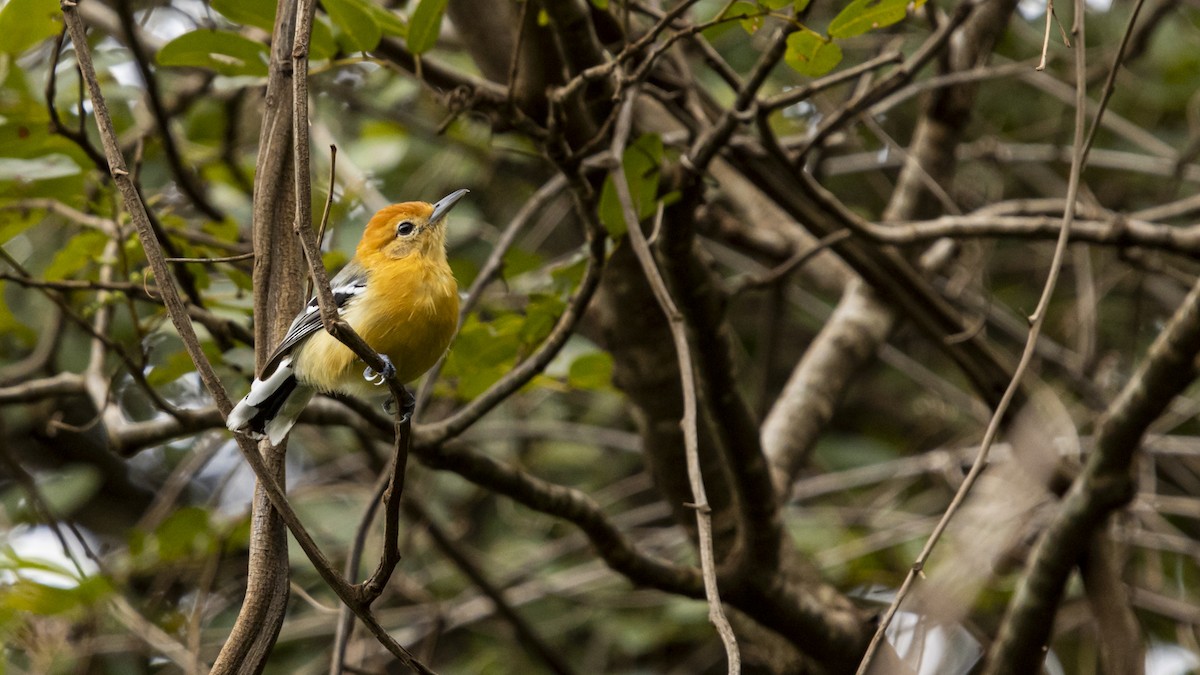 Large-billed Antwren - ML630319573