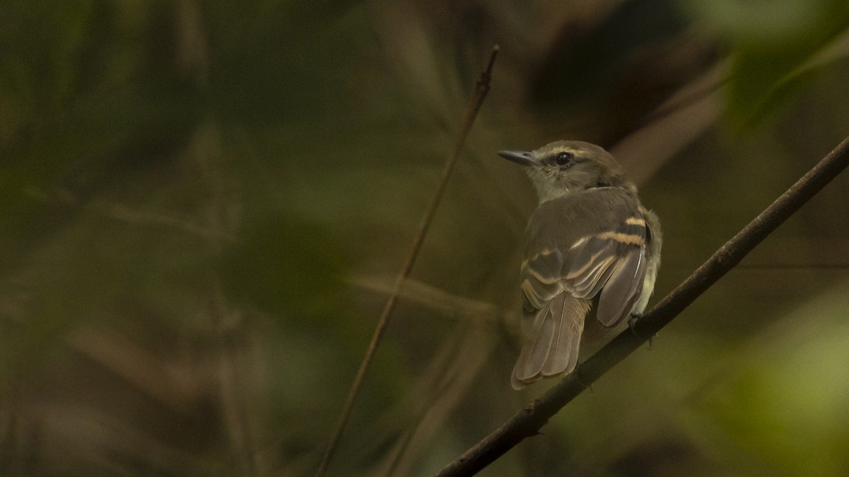 Fuscous Flycatcher - ML630319591