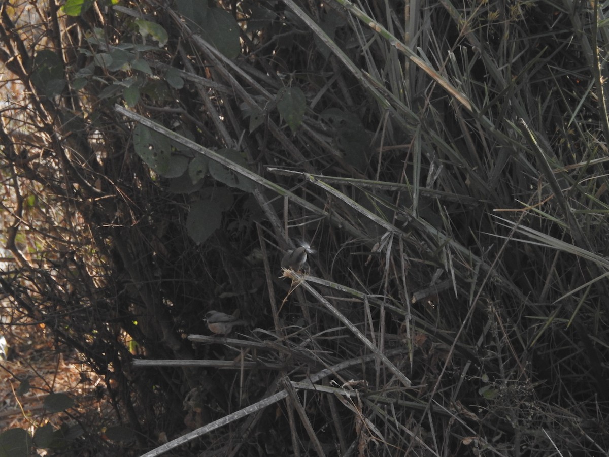 White-cheeked Tit - ML630319836