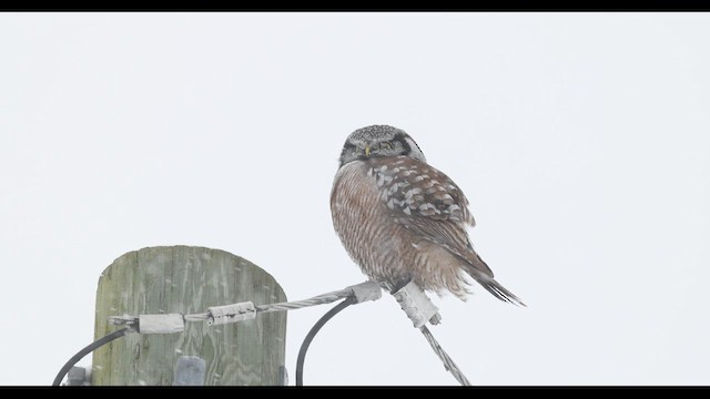 Northern Hawk Owl - ML630319837