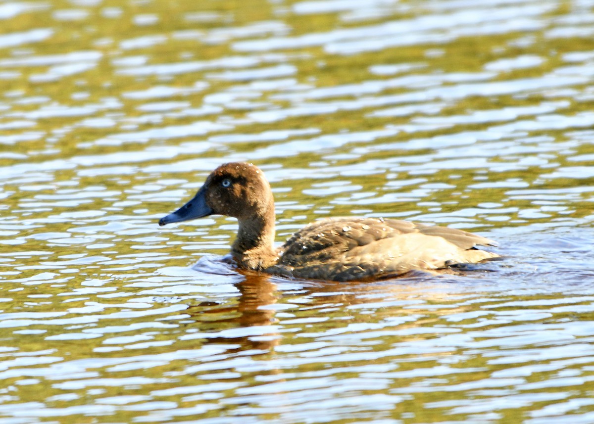 Hardhead - ML630319925