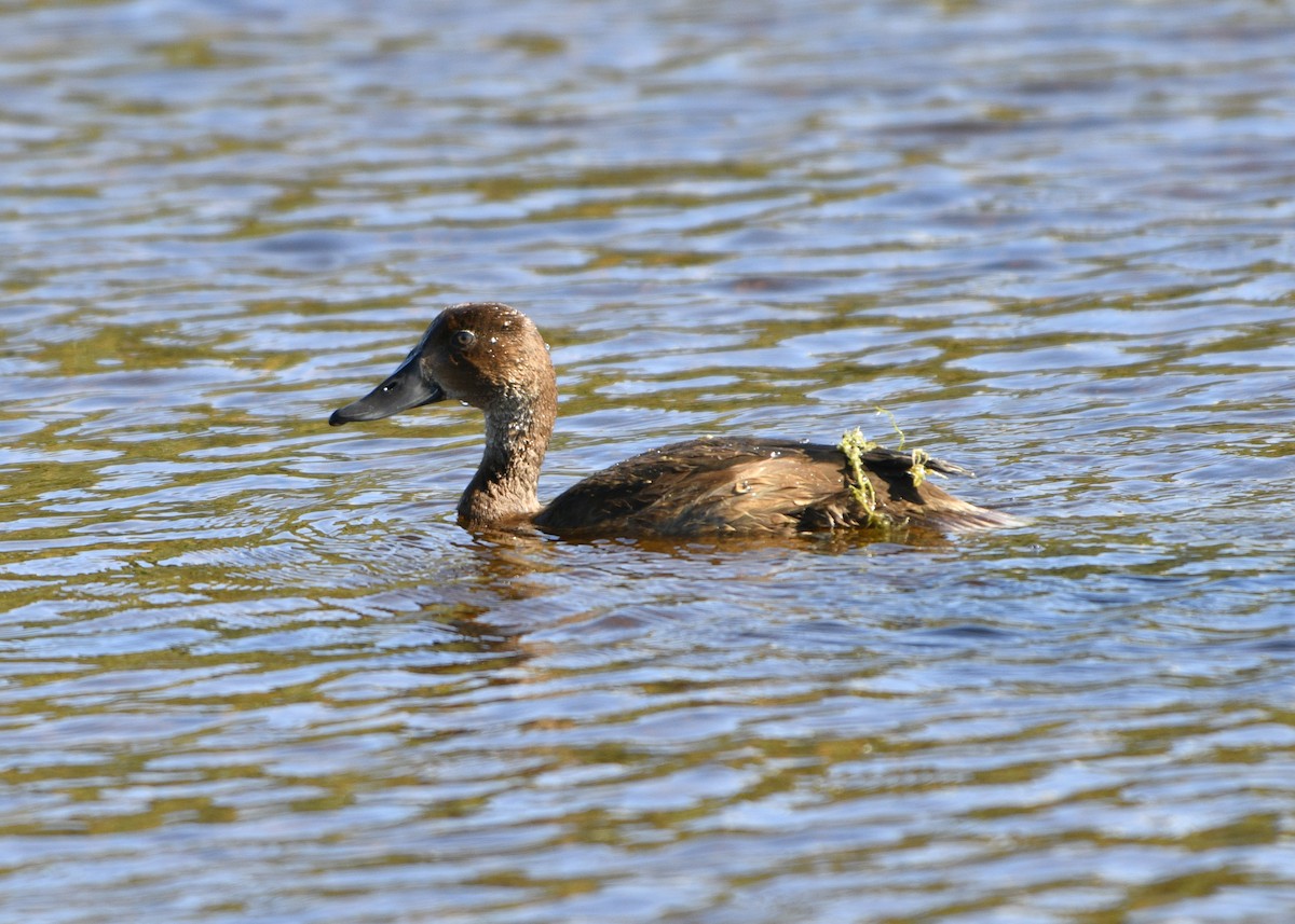 Hardhead - ML630319926