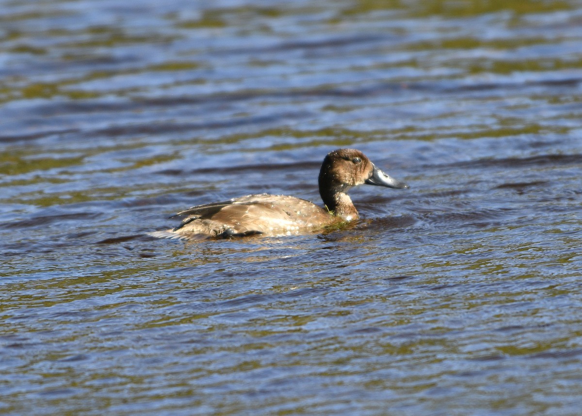 Hardhead - ML630319927