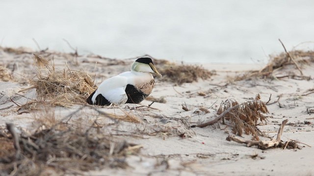 Common Eider (Dresser's) - ML630320034