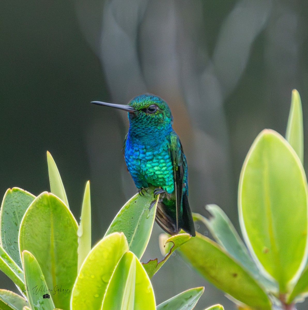Chiribiquete Emerald - ML630320388