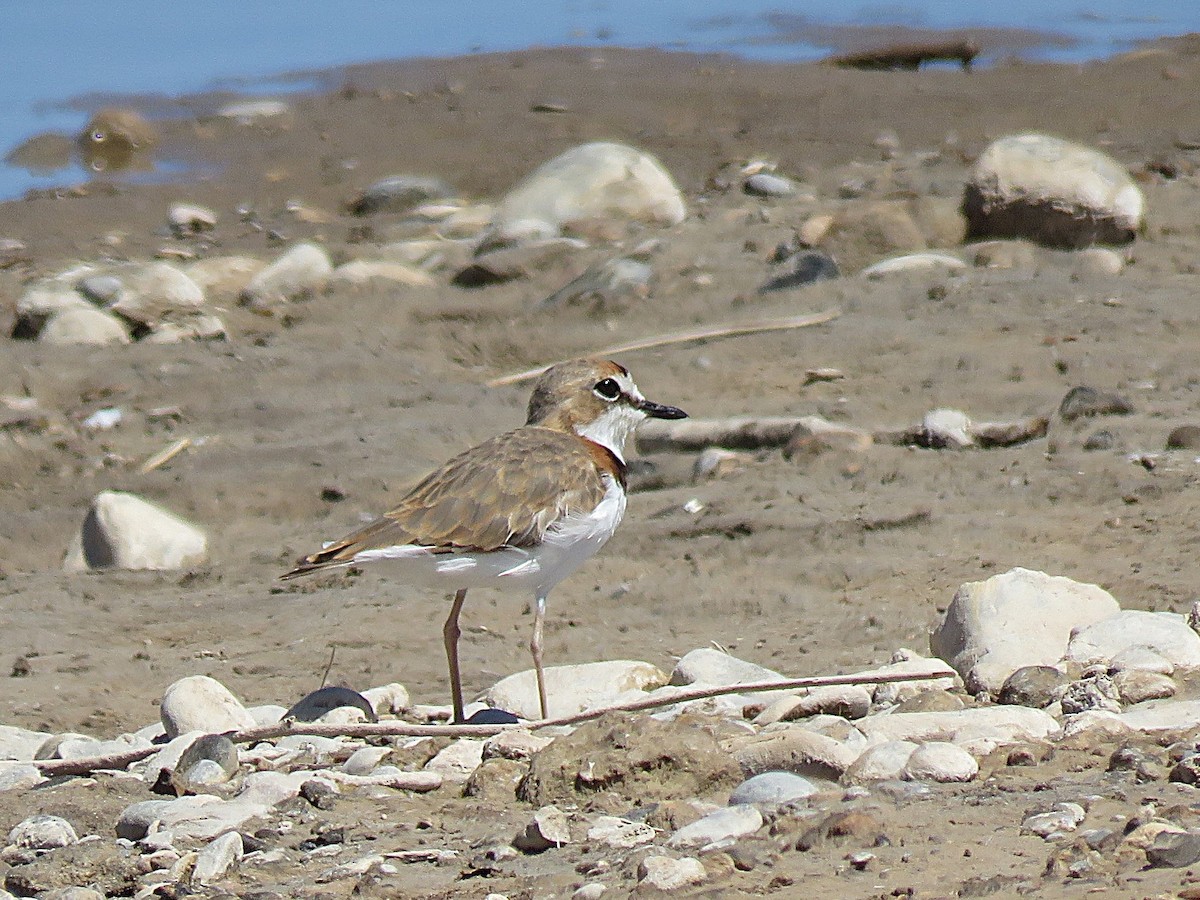 Collared Plover - ML630320390