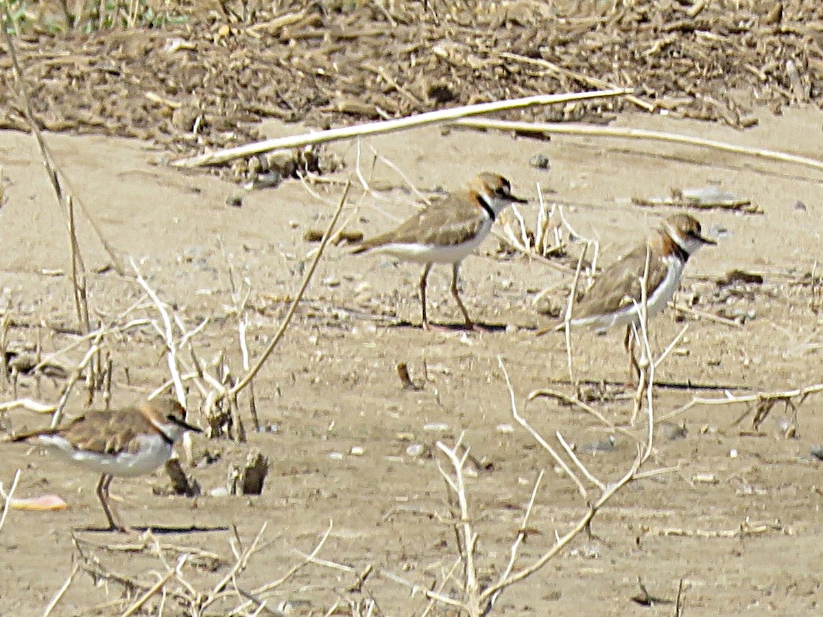 Collared Plover - ML630320501