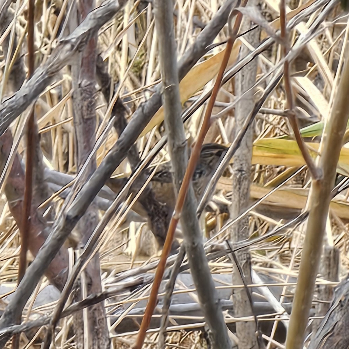 Sedge Wren - ML630321129