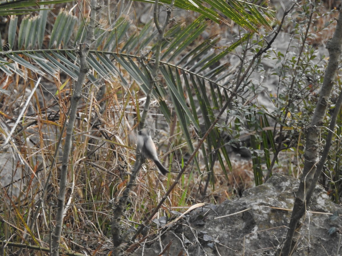 White-cheeked Tit - ML630321162
