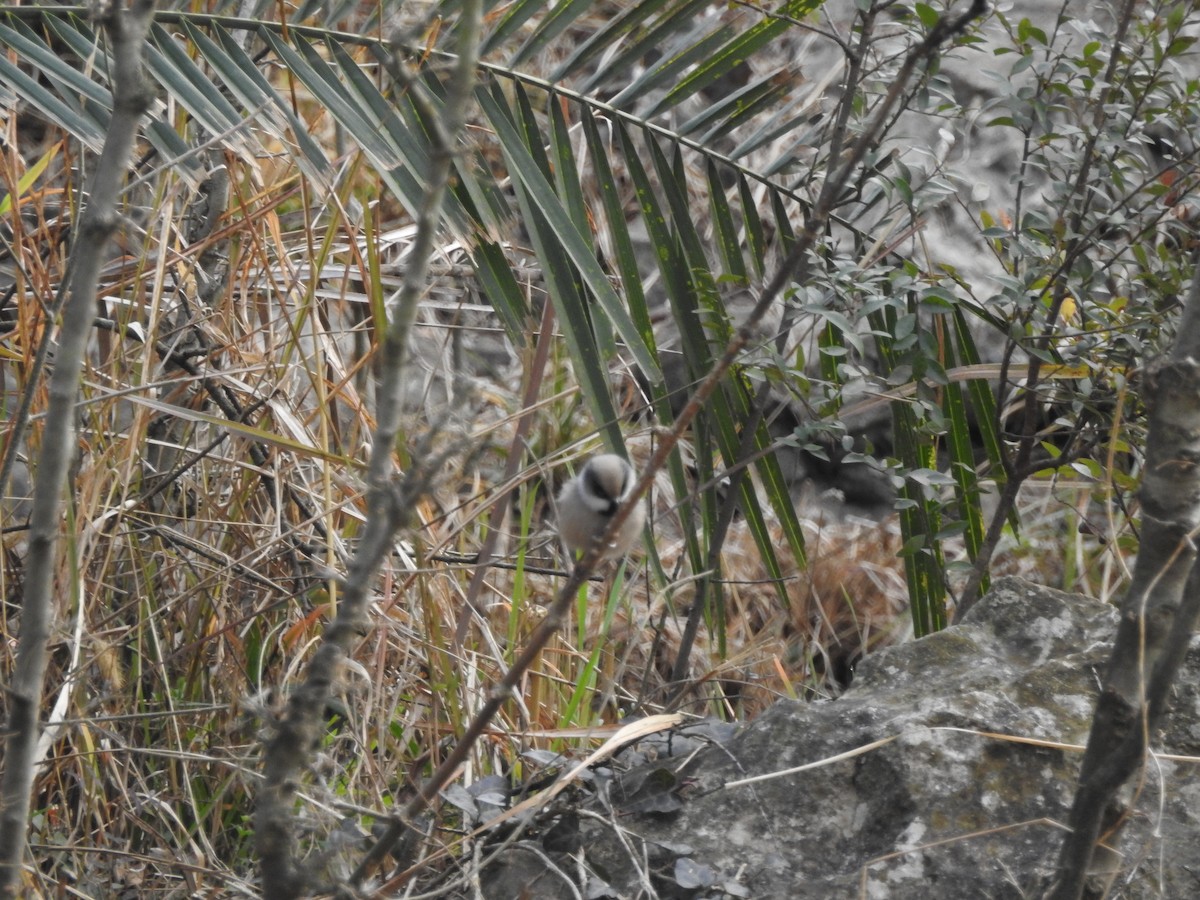 White-cheeked Tit - ML630321164