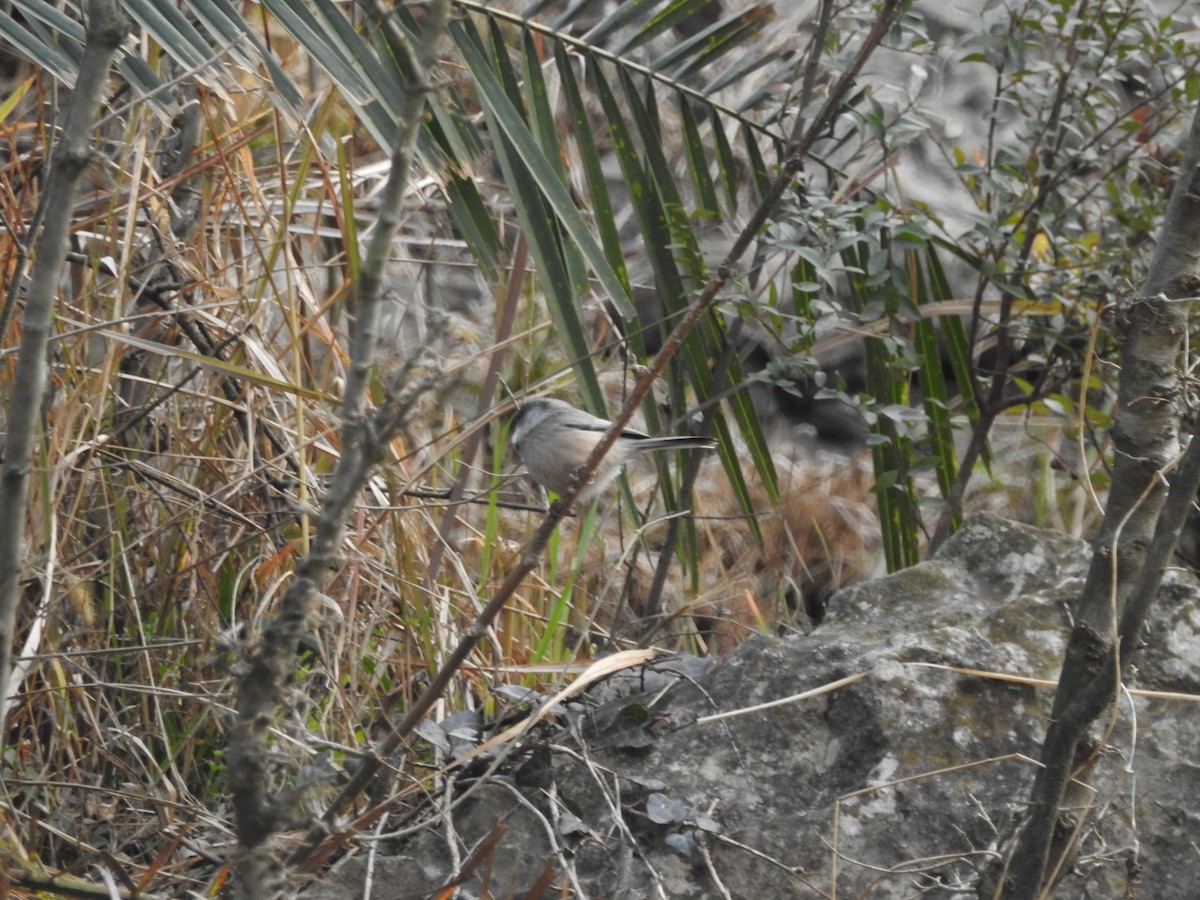 White-cheeked Tit - ML630321165