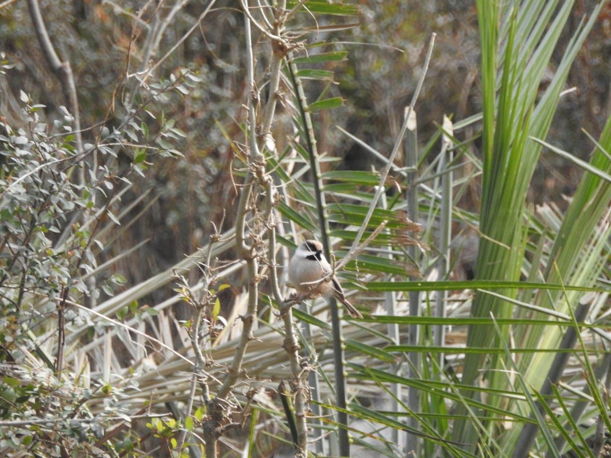White-cheeked Tit - ML630321166