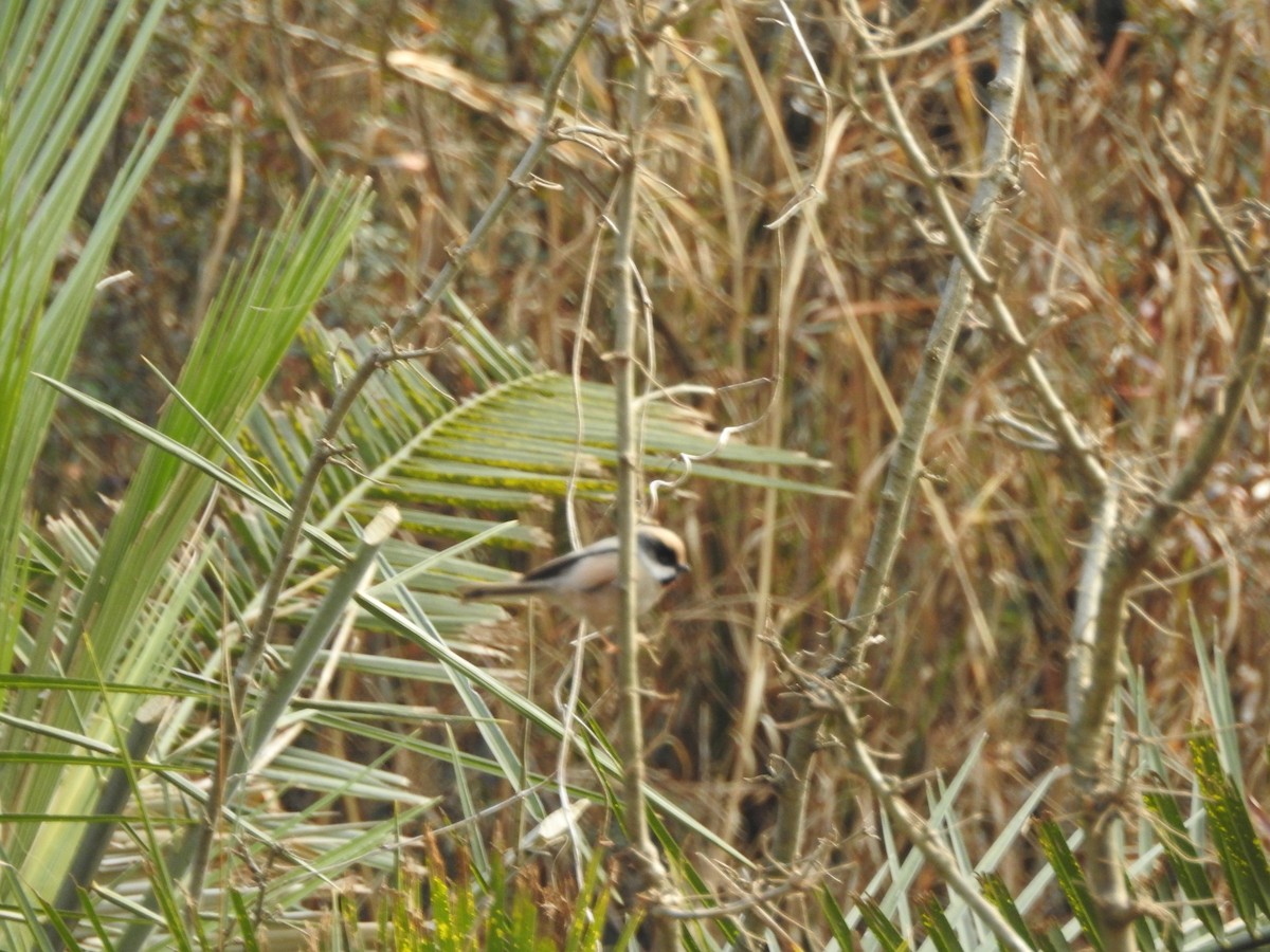 White-cheeked Tit - ML630321167