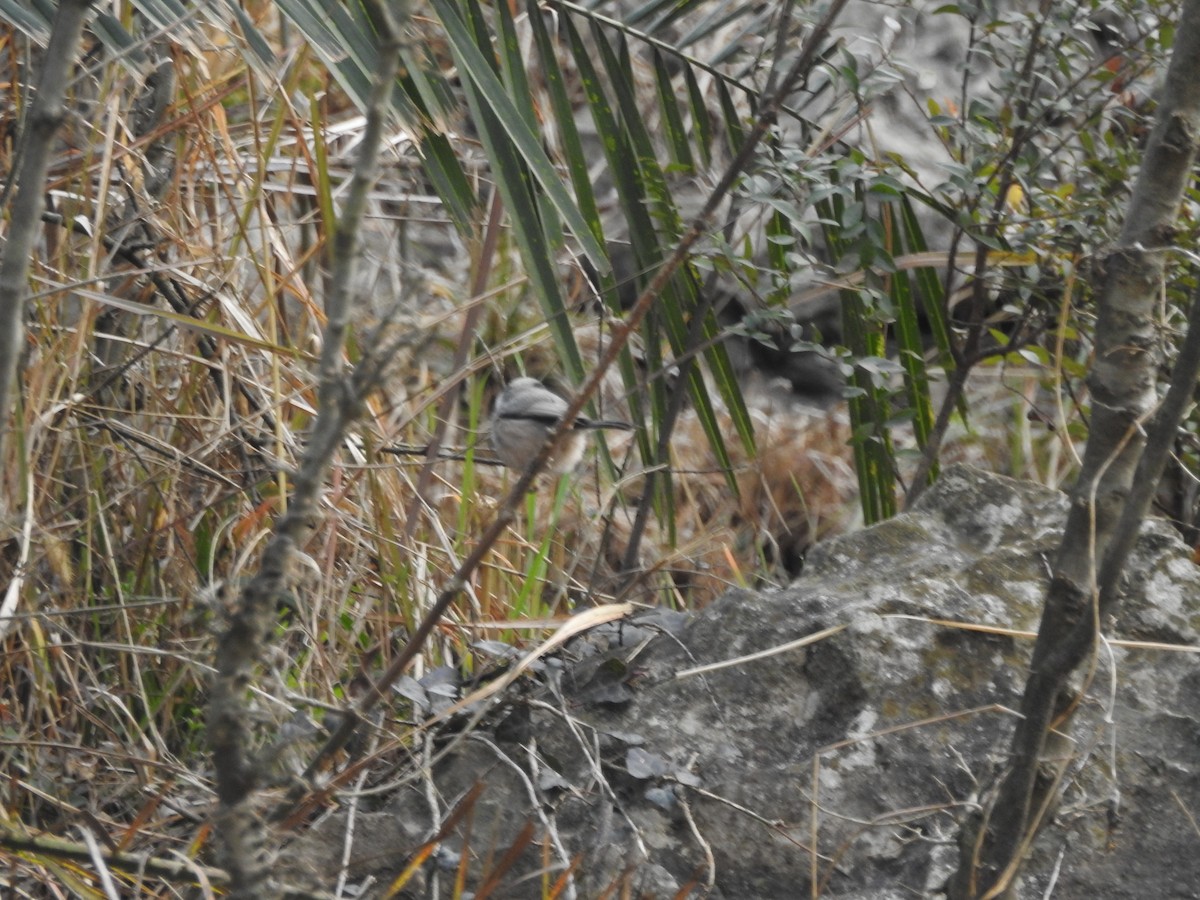 White-cheeked Tit - ML630321168