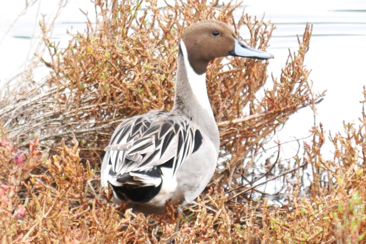 Codone - ML630321184