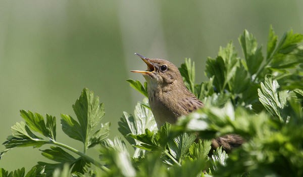Common Grasshopper Warbler - ML630321841