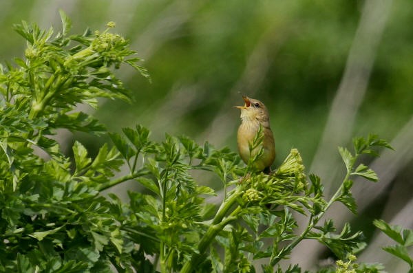 Common Grasshopper Warbler - ML630321857
