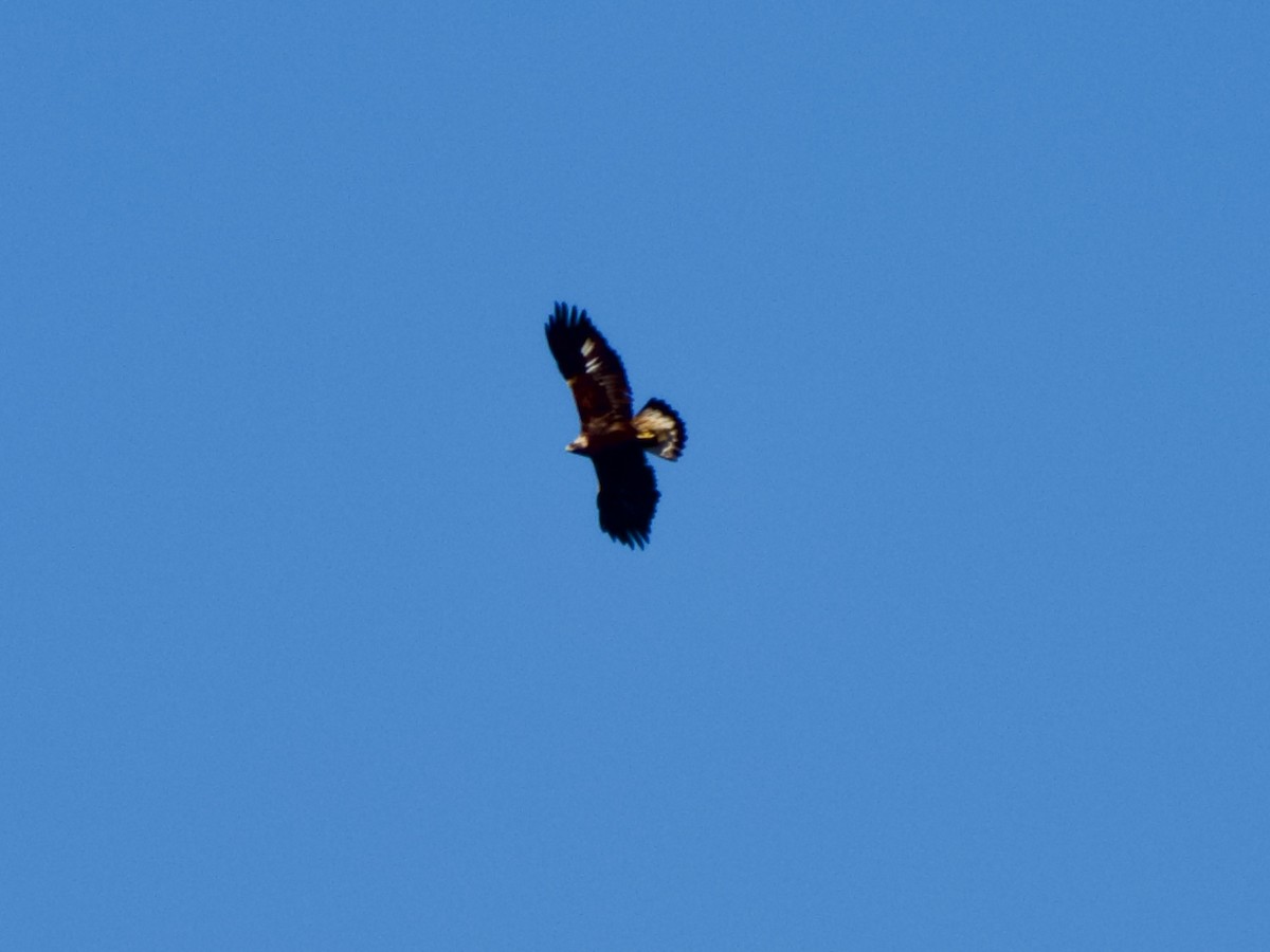 Golden Eagle - ML630321929