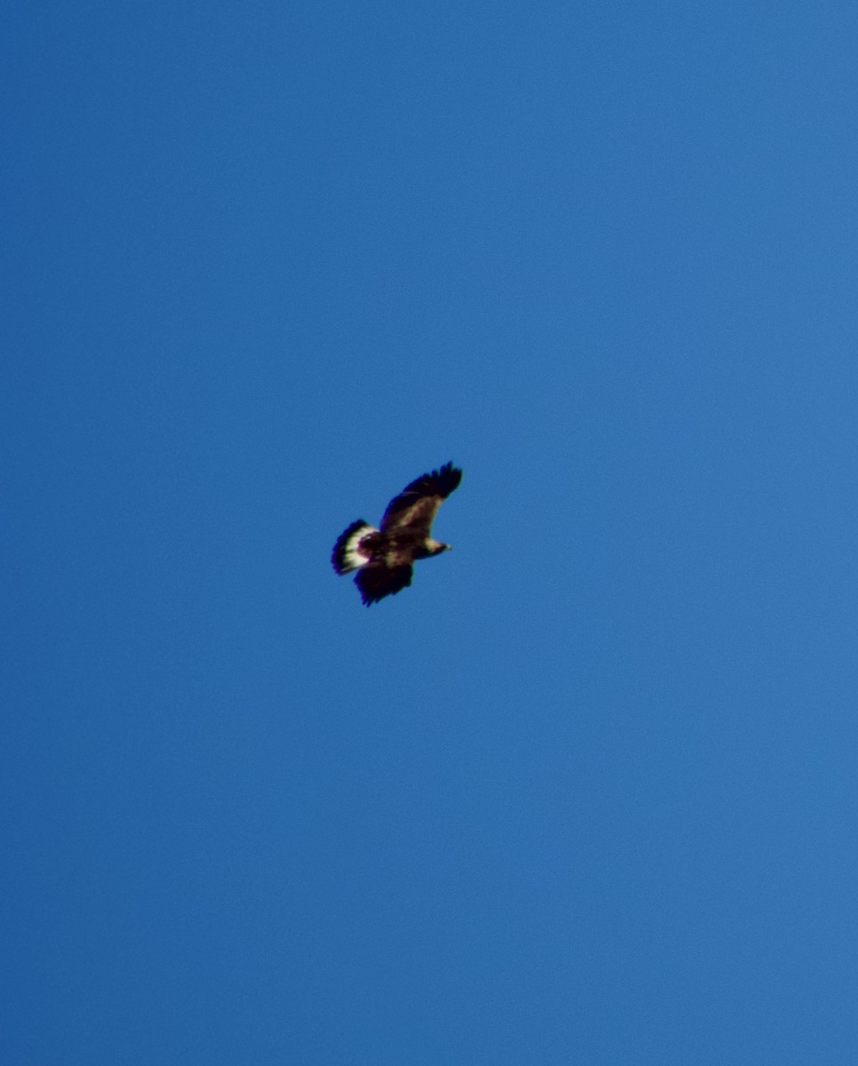 Golden Eagle - ML630321930